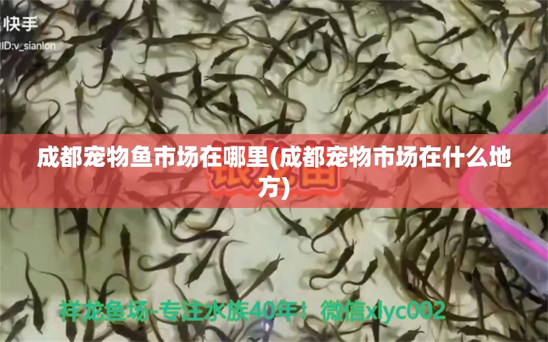 成都寵物魚市場(chǎng)在哪里(成都寵物市場(chǎng)在什么地方)