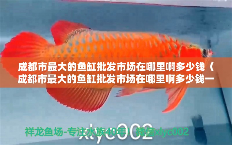 成都市最大的魚缸批發(fā)市場在哪里啊多少錢（成都市最大的魚缸批發(fā)市場在哪里啊多少錢一個）