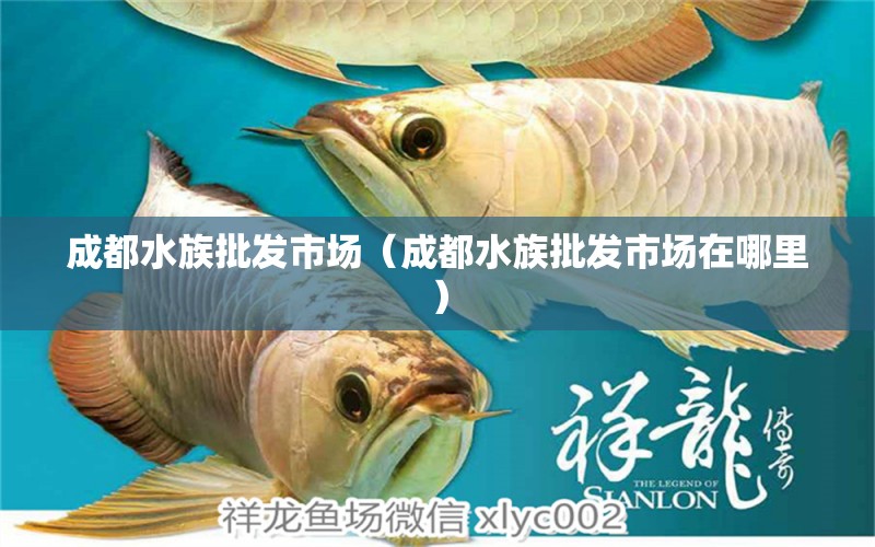 成都水族批發(fā)市場（成都水族批發(fā)市場在哪里） 觀賞魚水族批發(fā)市場