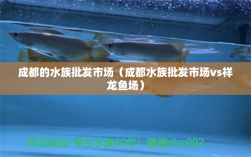 成都的水族批發(fā)市場(chǎng)（成都水族批發(fā)市場(chǎng)vs祥龍魚場(chǎng)） 觀賞魚水族批發(fā)市場(chǎng)