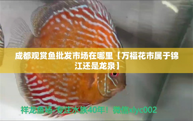 成都觀賞魚批發(fā)市場在哪里【萬?；ㄊ袑儆阱\江還是龍泉】