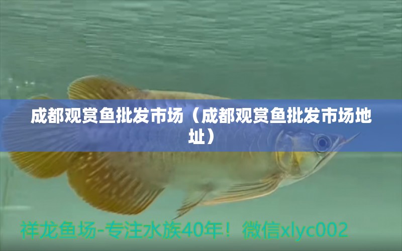 成都觀賞魚批發(fā)市場(chǎng)（成都觀賞魚批發(fā)市場(chǎng)地址） 觀賞魚批發(fā)