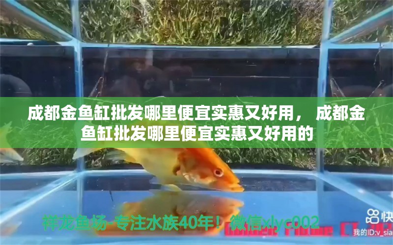 成都金魚缸批發(fā)哪里便宜實惠又好用， 成都金魚缸批發(fā)哪里便宜實惠又好用的 綠皮皇冠豹魚