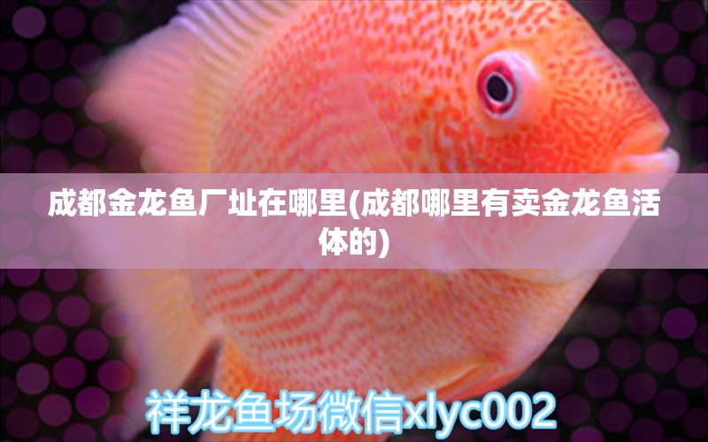 成都金龍魚廠址在哪里(成都哪里有賣金龍魚活體的) 祥龍金禾金龍魚