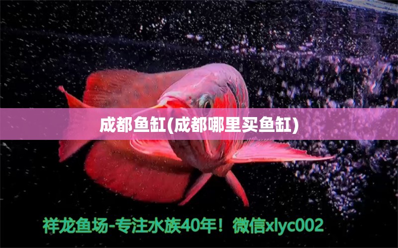 成都魚缸(成都哪里買魚缸) 魚缸百科