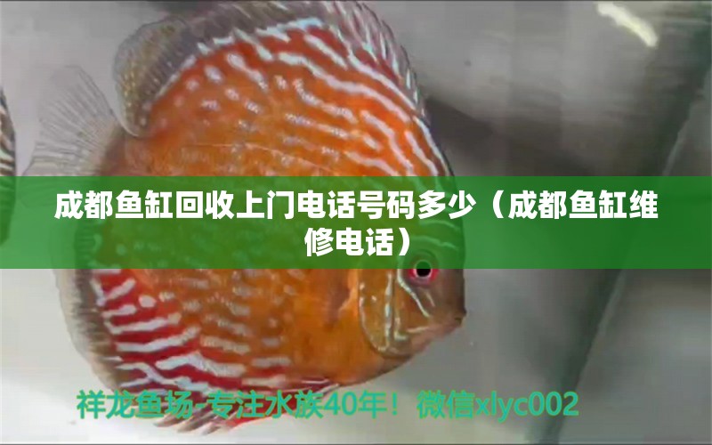 成都魚缸回收上門電話號碼多少（成都魚缸維修電話） 超血紅龍魚