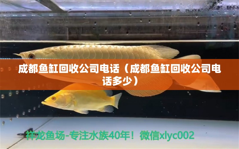 成都魚缸回收公司電話（成都魚缸回收公司電話多少） 金老虎魚