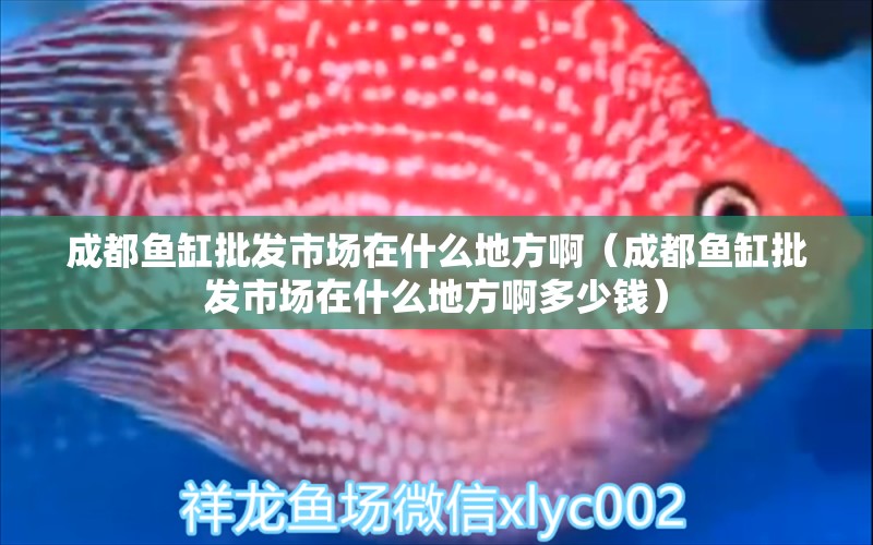 成都魚缸批發(fā)市場在什么地方?。ǔ啥剪~缸批發(fā)市場在什么地方啊多少錢） 其他品牌魚缸