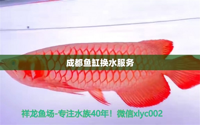 成都魚(yú)缸換水服務(wù)