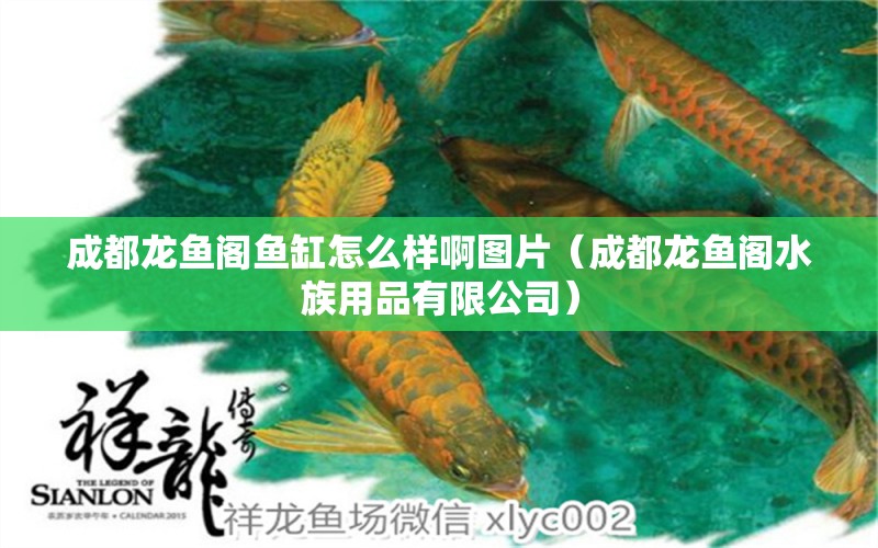 成都龍魚閣魚缸怎么樣啊圖片（成都龍魚閣水族用品有限公司） 巨骨舌魚