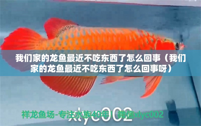 我們家的龍魚最近不吃東西了怎么回事（我們家的龍魚最近不吃東西了怎么回事呀） 龍魚疾病與治療