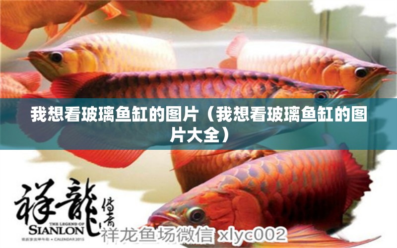 我想看玻璃魚(yú)缸的圖片（我想看玻璃魚(yú)缸的圖片大全） 祥龍水族醫(yī)院