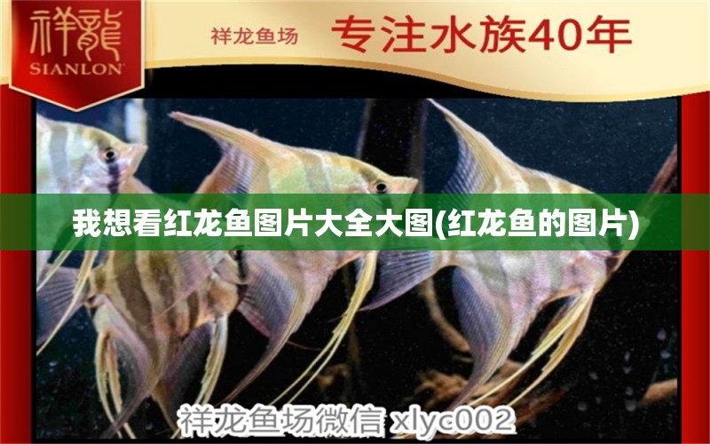 我想看紅龍魚圖片大全大圖(紅龍魚的圖片) 黑桃A魚苗 第2張