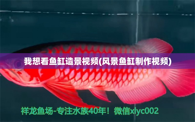 我想看魚(yú)缸造景視頻(風(fēng)景魚(yú)缸制作視頻)