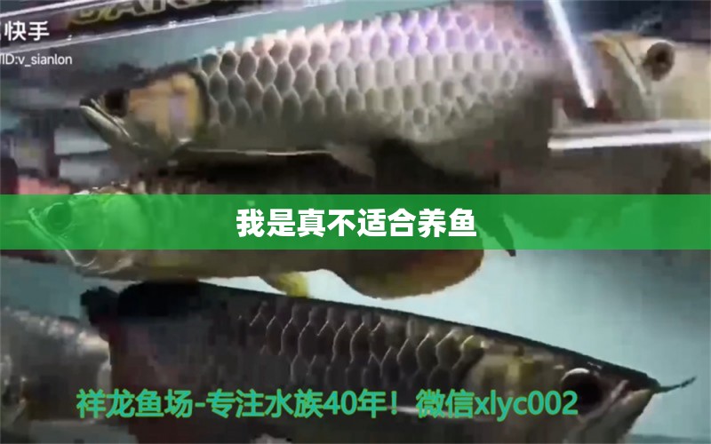 我是真不適合養(yǎng)魚(yú) 觀賞魚(yú)論壇 第2張