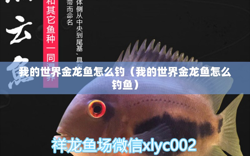 我的世界金龍魚(yú)怎么釣（我的世界金龍魚(yú)怎么釣魚(yú)）