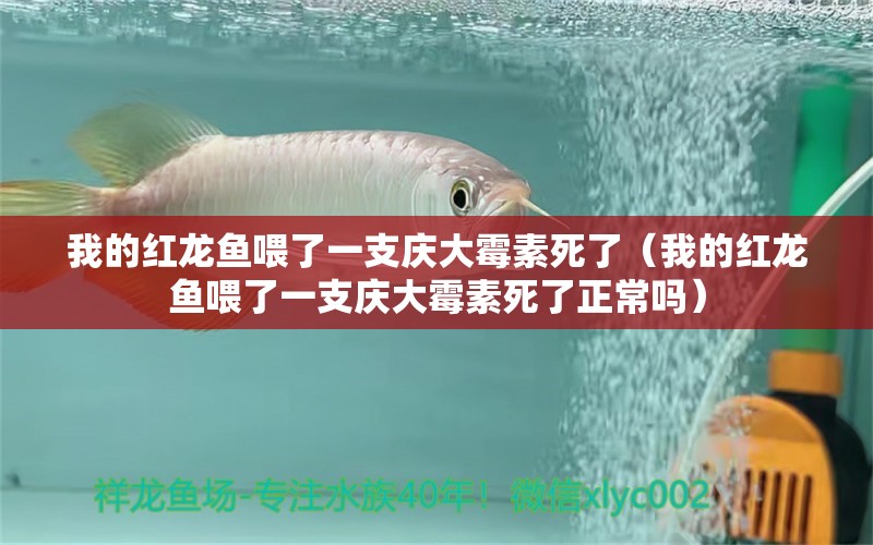 我的紅龍魚喂了一支慶大霉素死了（我的紅龍魚喂了一支慶大霉素死了正常嗎）