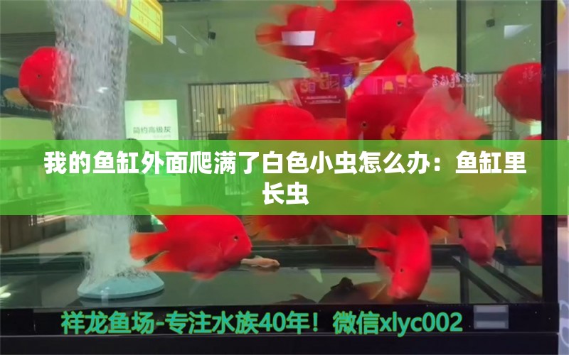 我的魚缸外面爬滿了白色小蟲怎么辦：魚缸里長蟲