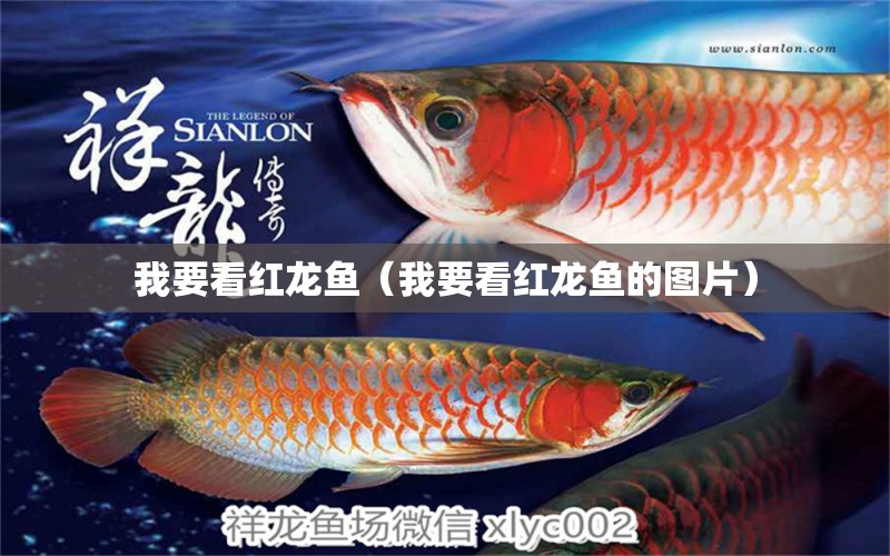 我要看紅龍魚（我要看紅龍魚的圖片） 印尼紅龍魚