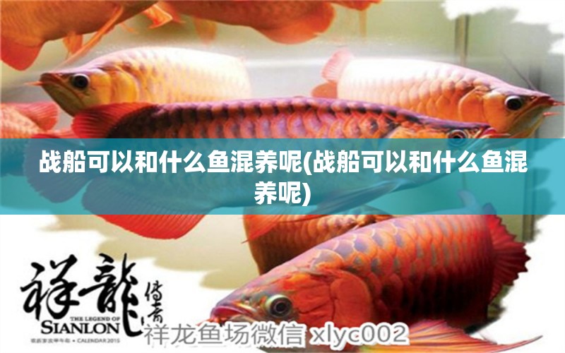 戰(zhàn)船可以和什么魚混養(yǎng)呢(戰(zhàn)船可以和什么魚混養(yǎng)呢) 紅魔王銀版魚