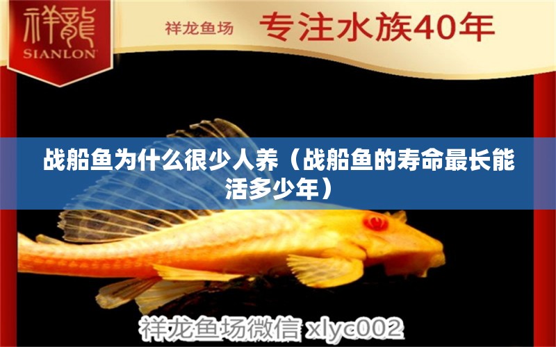 戰(zhàn)船魚為什么很少人養(yǎng)（戰(zhàn)船魚的壽命最長能活多少年） 祥龍水族醫(yī)院