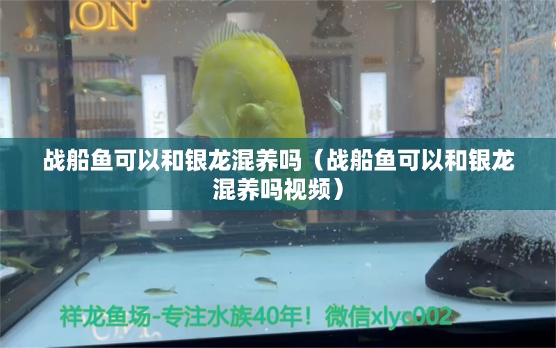 戰(zhàn)船魚可以和銀龍混養(yǎng)嗎（戰(zhàn)船魚可以和銀龍混養(yǎng)嗎視頻） 廣州龍魚批發(fā)市場