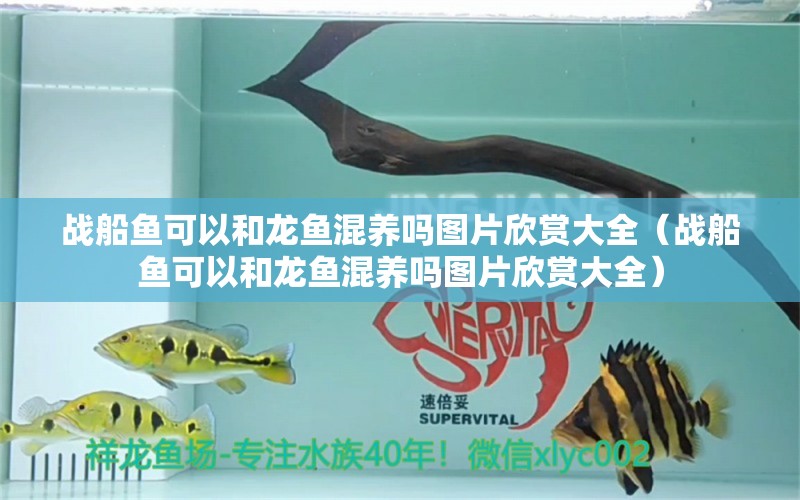 戰(zhàn)船魚可以和龍魚混養(yǎng)嗎圖片欣賞大全（戰(zhàn)船魚可以和龍魚混養(yǎng)嗎圖片欣賞大全） 廣州龍魚批發(fā)市場