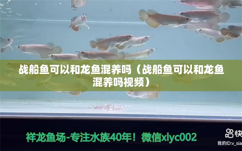 戰(zhàn)船魚可以和龍魚混養(yǎng)嗎（戰(zhàn)船魚可以和龍魚混養(yǎng)嗎視頻） 麥肯斯銀版魚