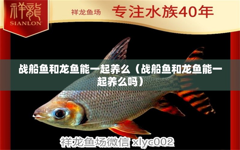 戰(zhàn)船魚和龍魚能一起養(yǎng)么（戰(zhàn)船魚和龍魚能一起養(yǎng)么嗎） 廣州龍魚批發(fā)市場