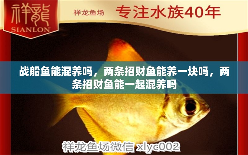 戰(zhàn)船魚能混養(yǎng)嗎，兩條招財魚能養(yǎng)一塊嗎，兩條招財魚能一起混養(yǎng)嗎 黑桃A魚苗