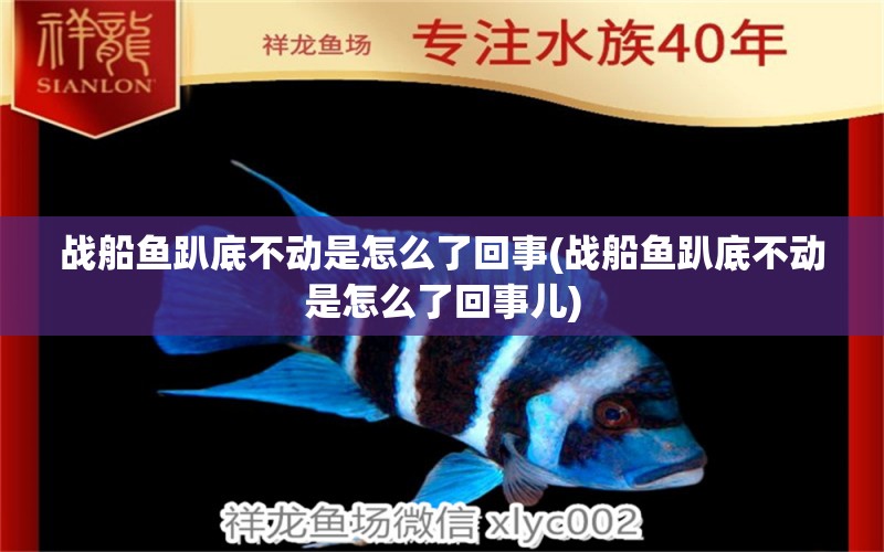 戰(zhàn)船魚趴底不動是怎么了回事(戰(zhàn)船魚趴底不動是怎么了回事兒) 觀賞魚批發(fā)