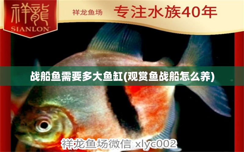 戰(zhàn)船魚需要多大魚缸(觀賞魚戰(zhàn)船怎么養(yǎng)) 廣州祥龍國際水族貿(mào)易