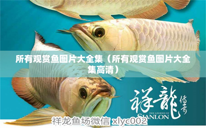 所有觀賞魚圖片大全集（所有觀賞魚圖片大全集高清） 暹羅巨鯉