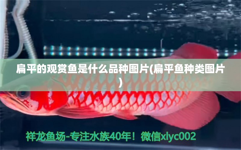 扁平的觀賞魚是什么品種圖片(扁平魚種類圖片) 銀古魚苗