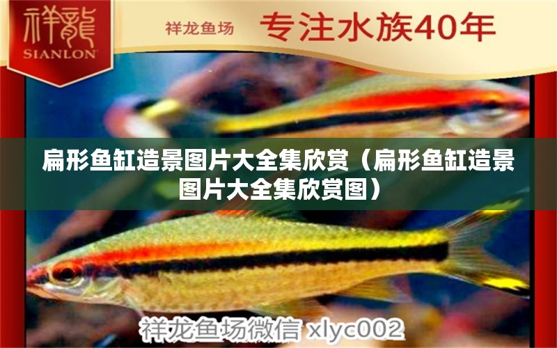 扁形魚缸造景圖片大全集欣賞（扁形魚缸造景圖片大全集欣賞圖）