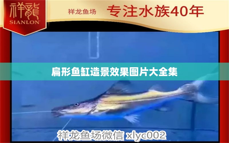 扁形魚缸造景效果圖片大全集