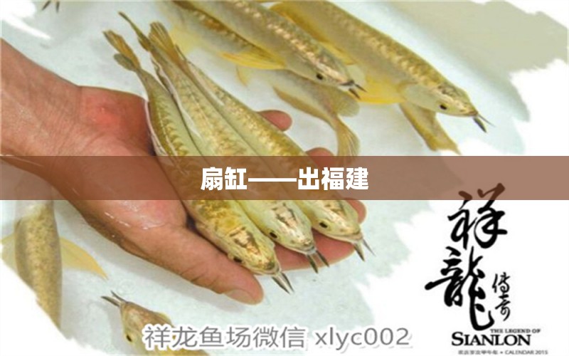 扇缸——出福建 觀賞魚論壇 第2張