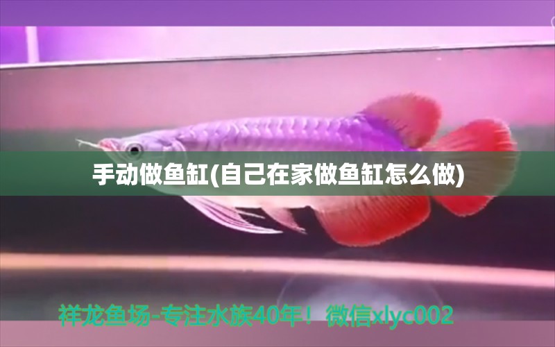 手動(dòng)做魚(yú)缸(自己在家做魚(yú)缸怎么做) 朱巴利魚(yú)