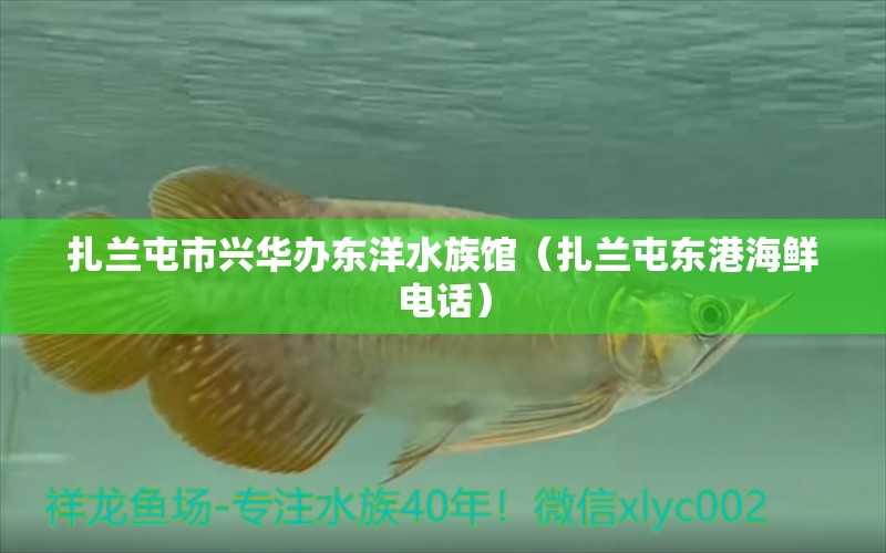 扎蘭屯市興華辦東洋水族館（扎蘭屯東港海鮮電話）