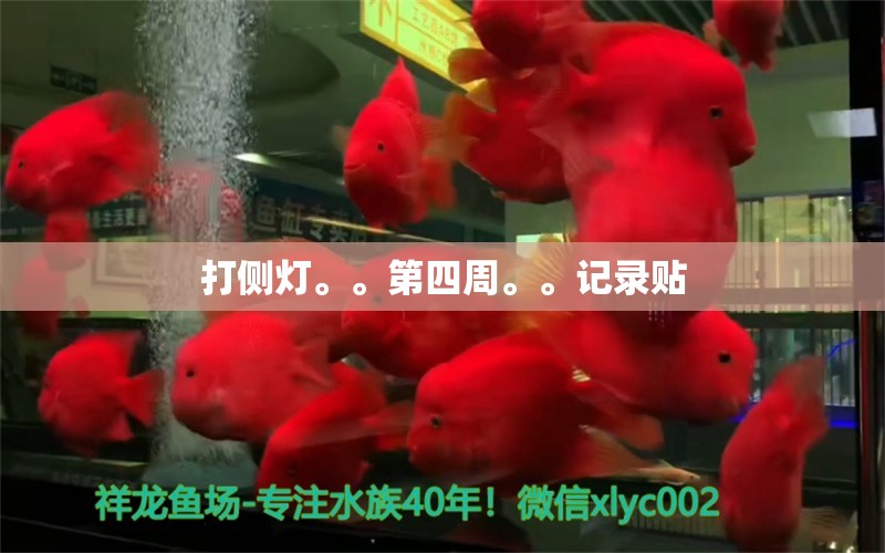 打側(cè)燈。。第四周。。記錄貼 觀賞魚(yú)論壇 第3張