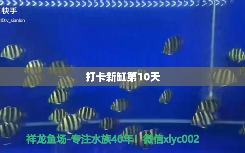 打卡新缸第10天 紅龍專用魚糧飼料 第6張