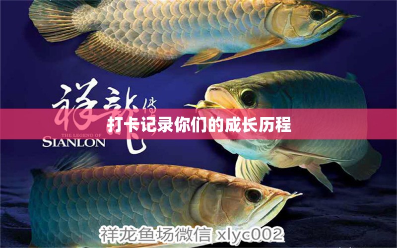 打卡記錄你們的成長歷程 翡翠鳳凰魚