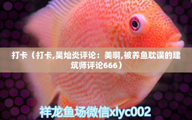 打卡（打卡,吳燦炎評論：美啊,被養(yǎng)魚耽誤的建筑師評論666） 觀賞魚論壇 第2張