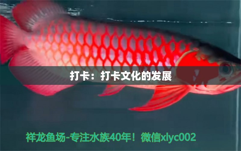 打卡：打卡文化的發(fā)展 觀賞魚論壇 第2張