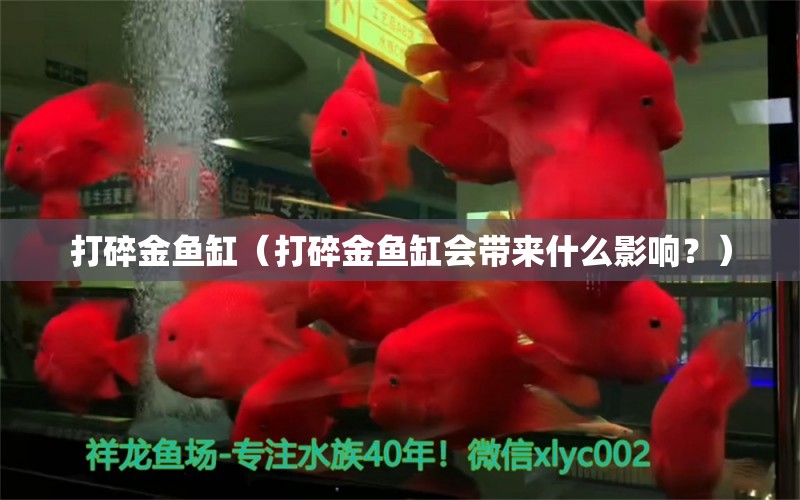 打碎金魚(yú)缸（打碎金魚(yú)缸會(huì)帶來(lái)什么影響？） 其他水族品牌 第2張