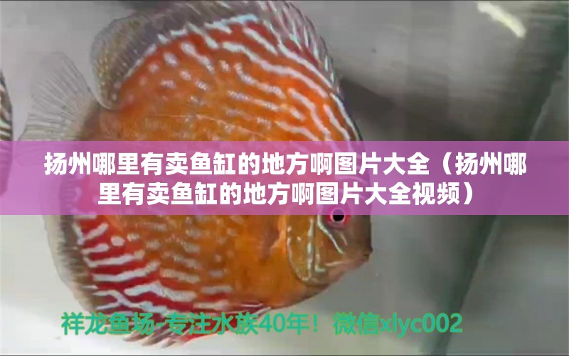 揚(yáng)州哪里有賣魚缸的地方啊圖片大全（揚(yáng)州哪里有賣魚缸的地方啊圖片大全視頻） 其他品牌魚缸