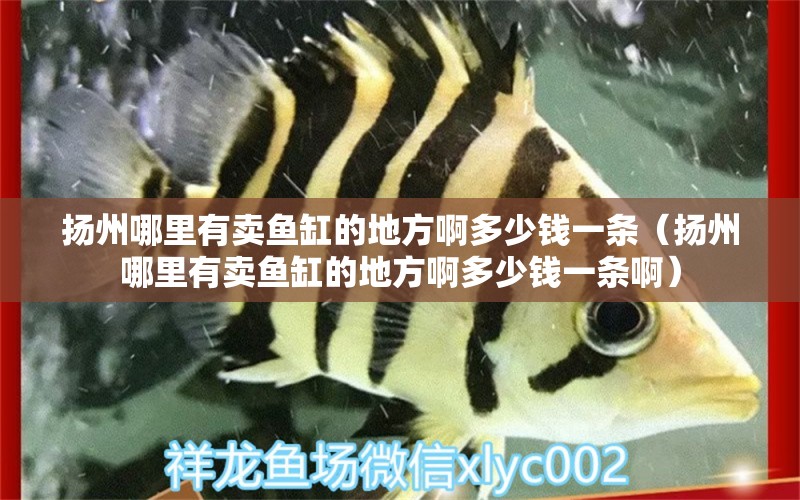 揚(yáng)州哪里有賣魚缸的地方啊多少錢一條（揚(yáng)州哪里有賣魚缸的地方啊多少錢一條啊）