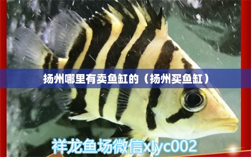 揚(yáng)州哪里有賣魚缸的（揚(yáng)州買魚缸）