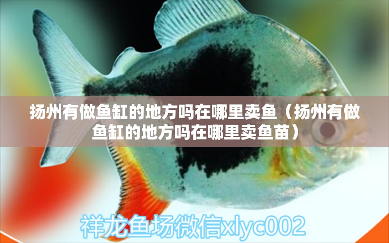 揚州有做魚缸的地方嗎在哪里賣魚（揚州有做魚缸的地方嗎在哪里賣魚苗） 其他品牌魚缸