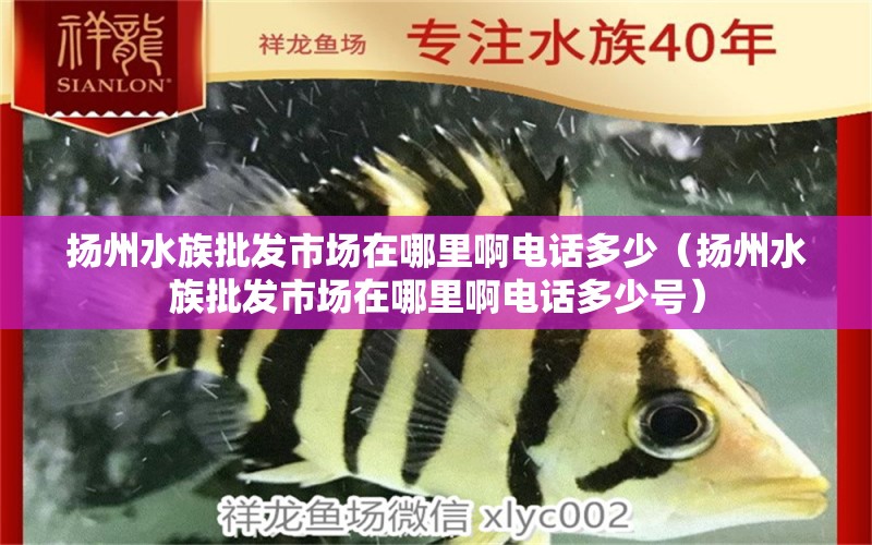 揚(yáng)州水族批發(fā)市場(chǎng)在哪里啊電話多少（揚(yáng)州水族批發(fā)市場(chǎng)在哪里啊電話多少號(hào)） 觀賞魚水族批發(fā)市場(chǎng)